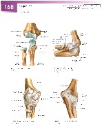 Sobotta Atlas of Human Anatomy  Head,Neck,Upper Limb Volume1 2006, page 175